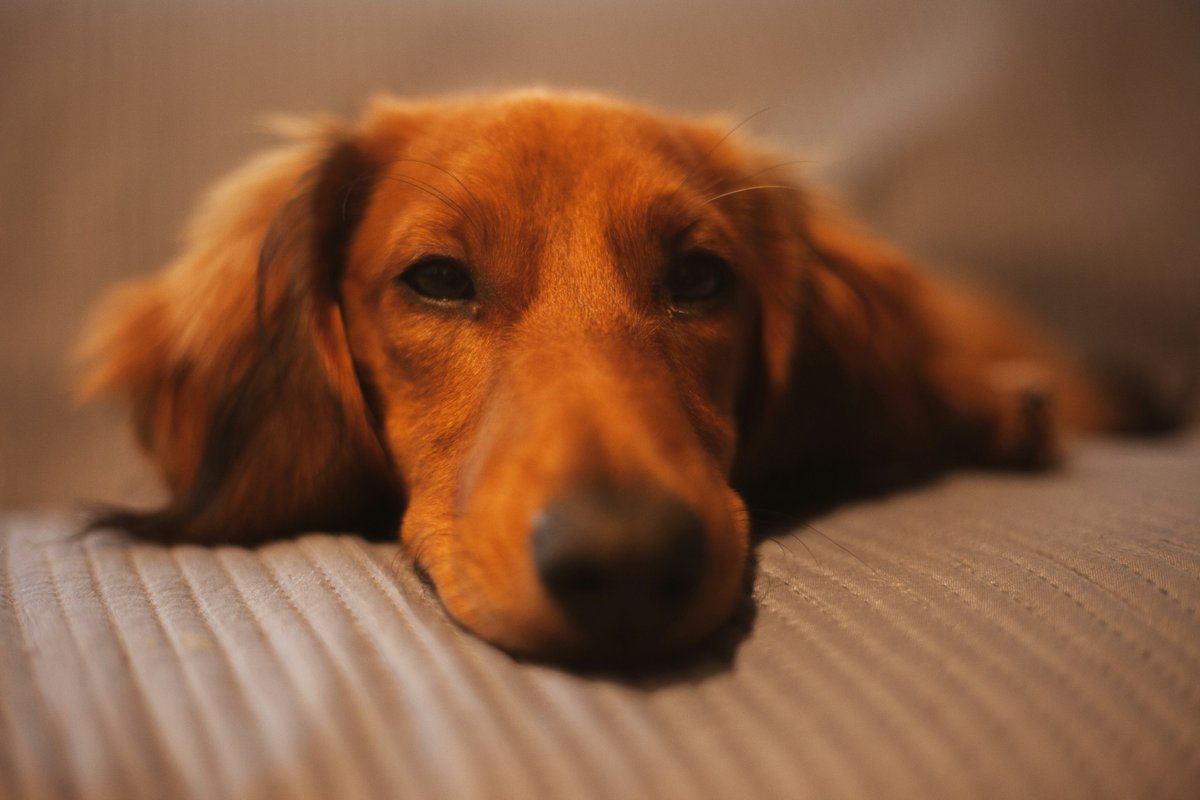 MopForceTeam's tweet photo. When the house is clean and you can finally relax 🐶✨

Book MopForce:
🌐 https://t.co/q4j0fg2870 | 📞 855-667-3672
📍 Edmonton, Calgary, Lower Mainland, GTA, Ottawa, Winnipeg

#MopForce #CleanHome #CleaningService https://t.co/9F4b3Rq6Uu