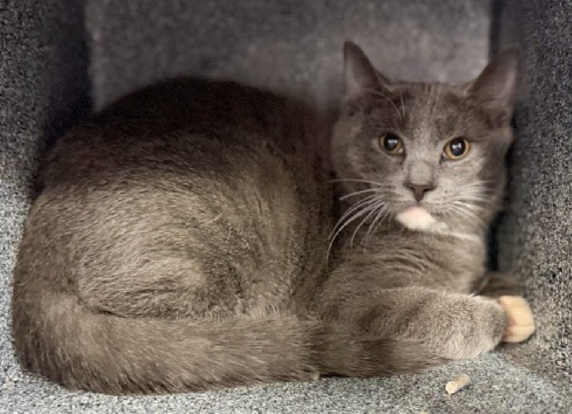 🆘🆘 CORALINE (ID 245060), 6 ONTH OLD,  MALE–  IN MANHATTAN ACC - came into the shelter as a stray on 1/6/2026.    🆘🆘 😿 😿 😿 😿

➡️TBD 2/17/26

➡️ JUST A BABY – BEGINNING LIFE

➡️ TOO LOW ON PLEDGES TO STIMULATE RESCUE INTEREST

➡️ 🆘🆘  2ND Chance on Emergency Placement List