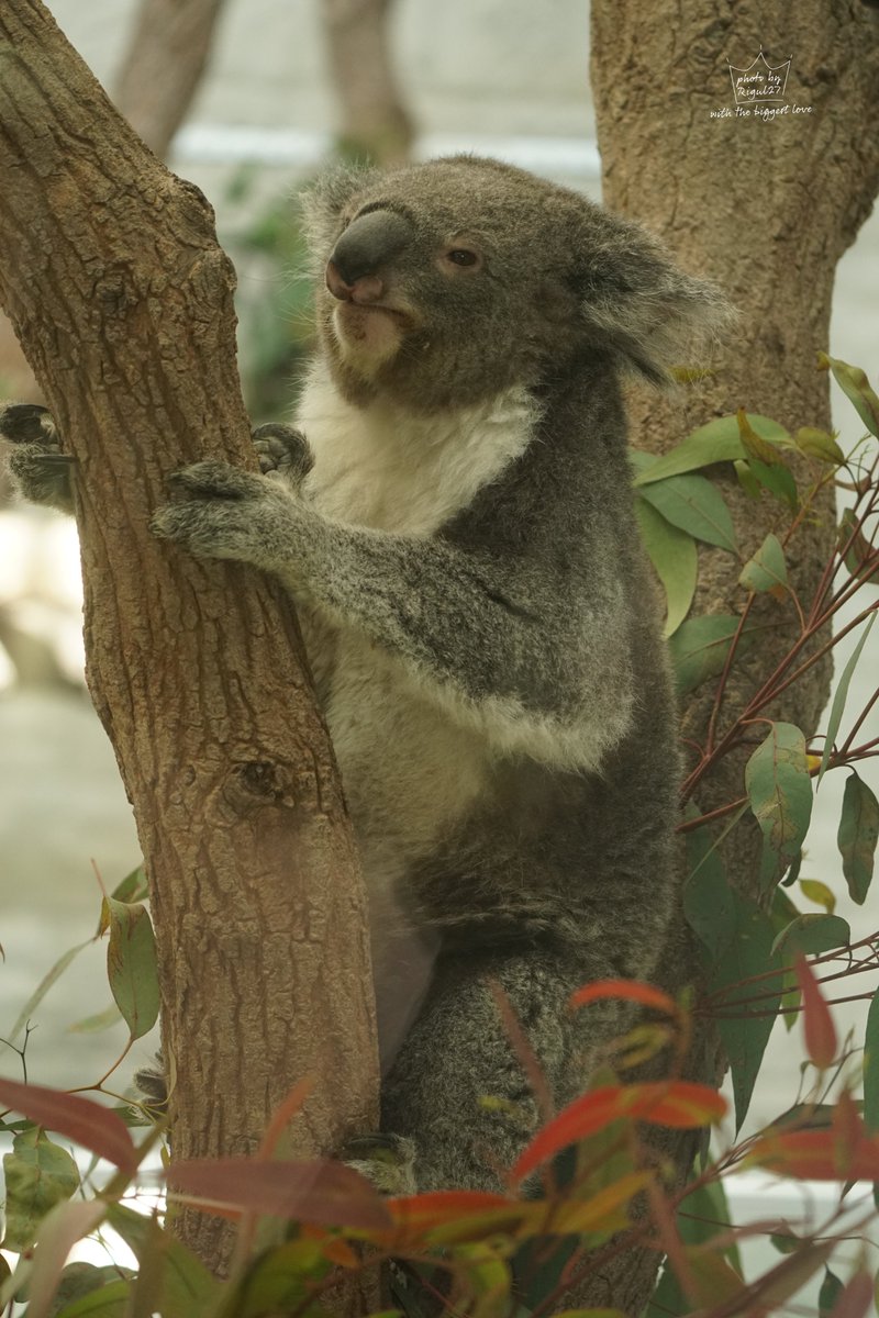 大あくびのナギちゃん🐨
コアラって寝てても起きててもかわいいし眠そうでもかわいいし本当ずっとかわいい✨

 #イングランドの丘 #淡路島 
 #コアラ #koala 
 #PHOTObyRigul27