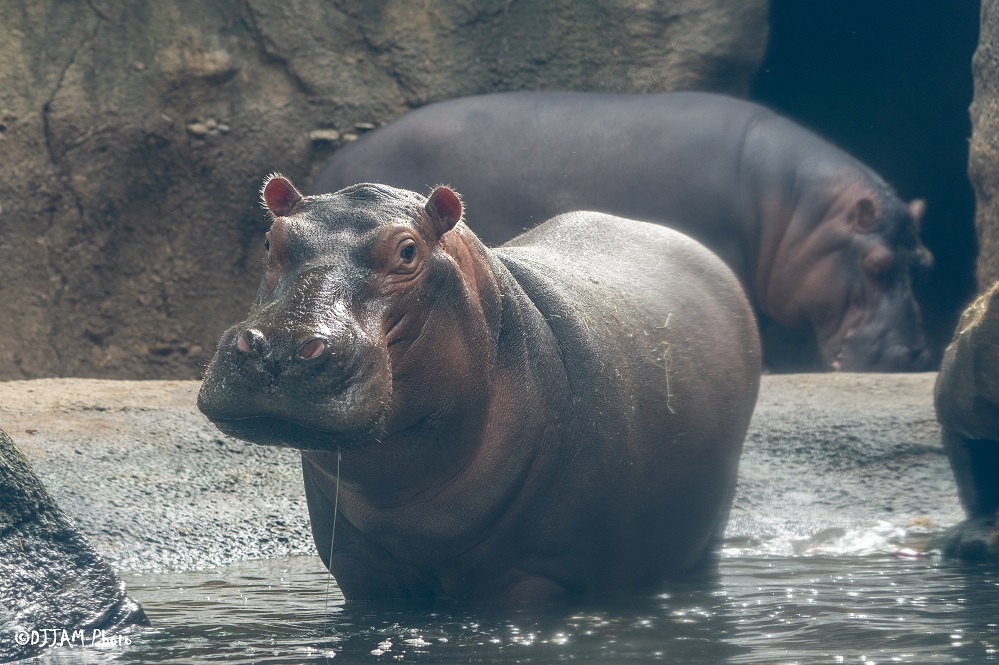 Cincinnati Zoo tweet media