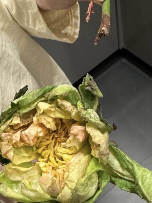 ананасовый сок с газировкой tweet media