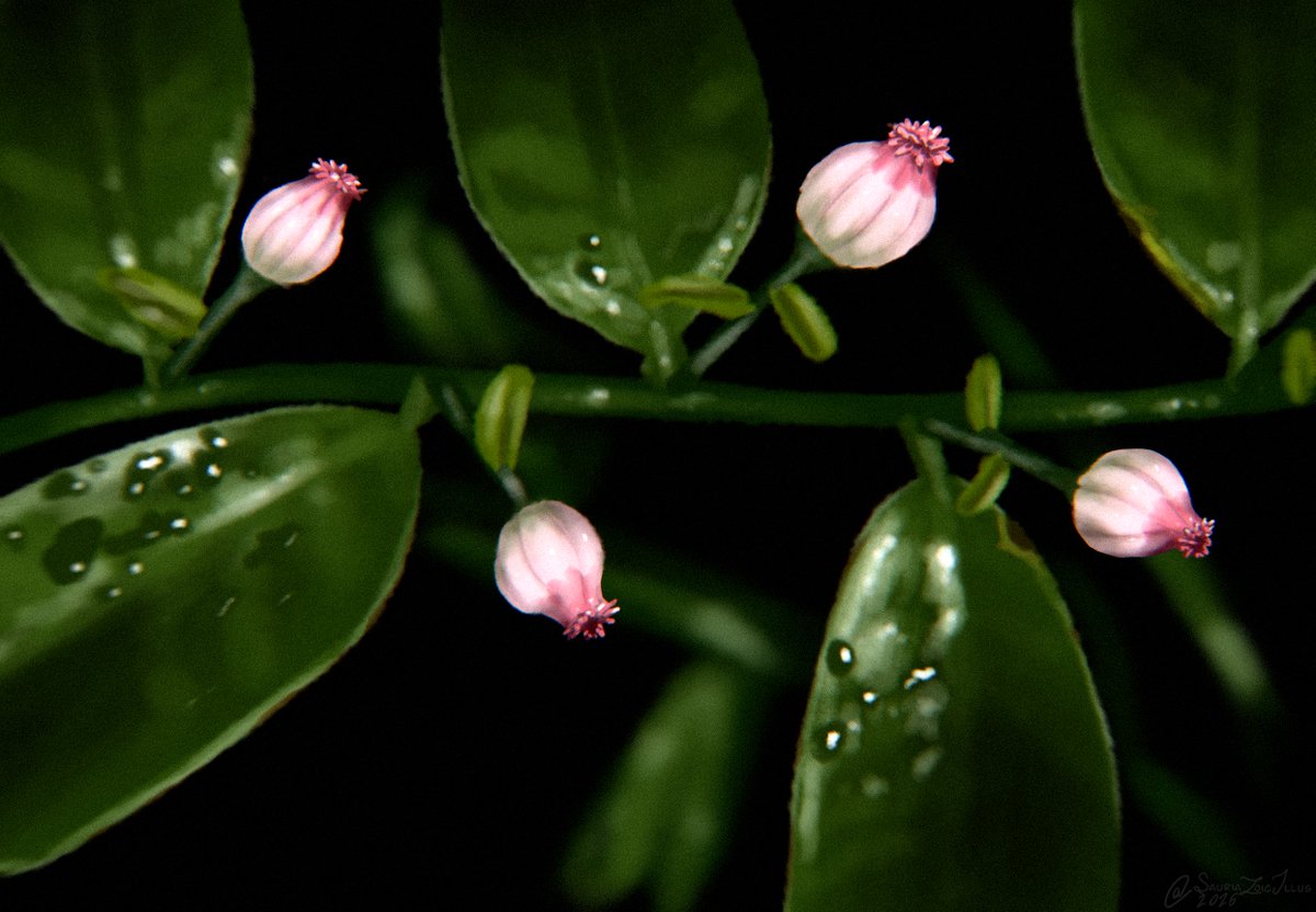 Petite Paleoartist | Sauriazoicillus 🍥 tweet media