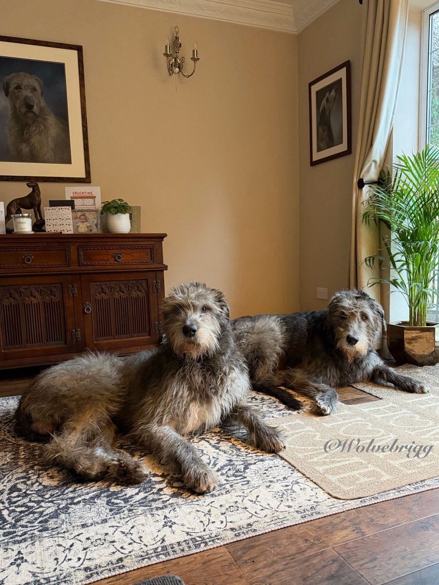 wolvebrigg's tweet image. Pouring with rain outside so Floinn and Domhnall decided to take it easy in the lounge!🐺💙
#irishwolfhound #doglife #fatherandson