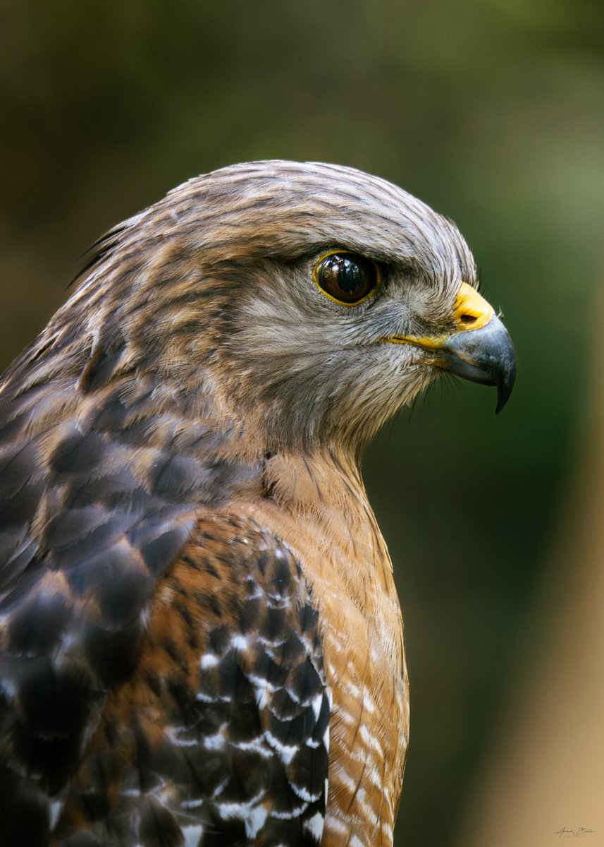 I've never gotten this close to a red-shouldered hawk in the wild before.