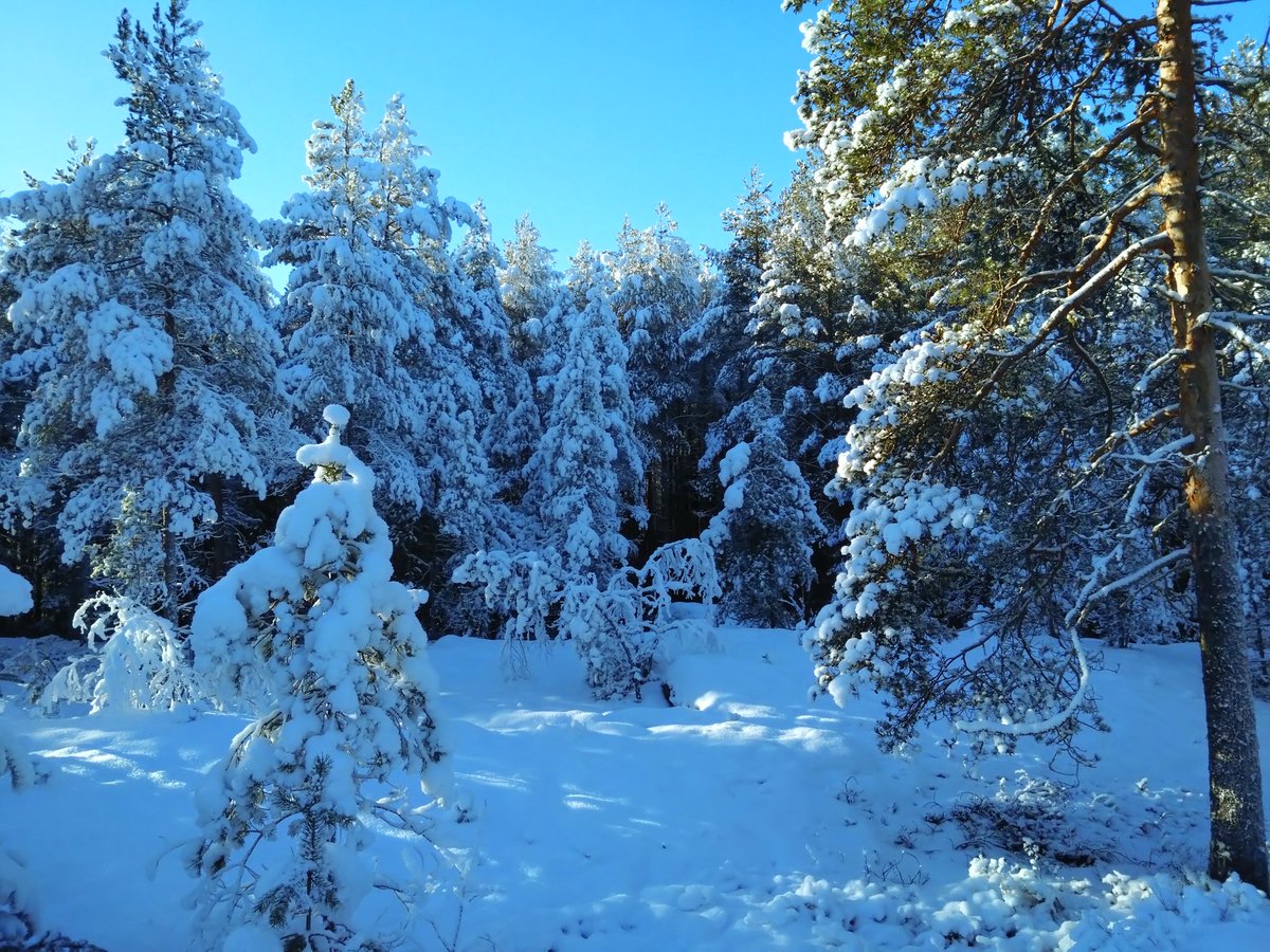 Birch Brother 🪓 tweet media