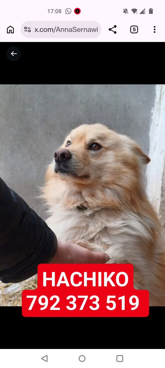 ♥️HACHIKO♥️