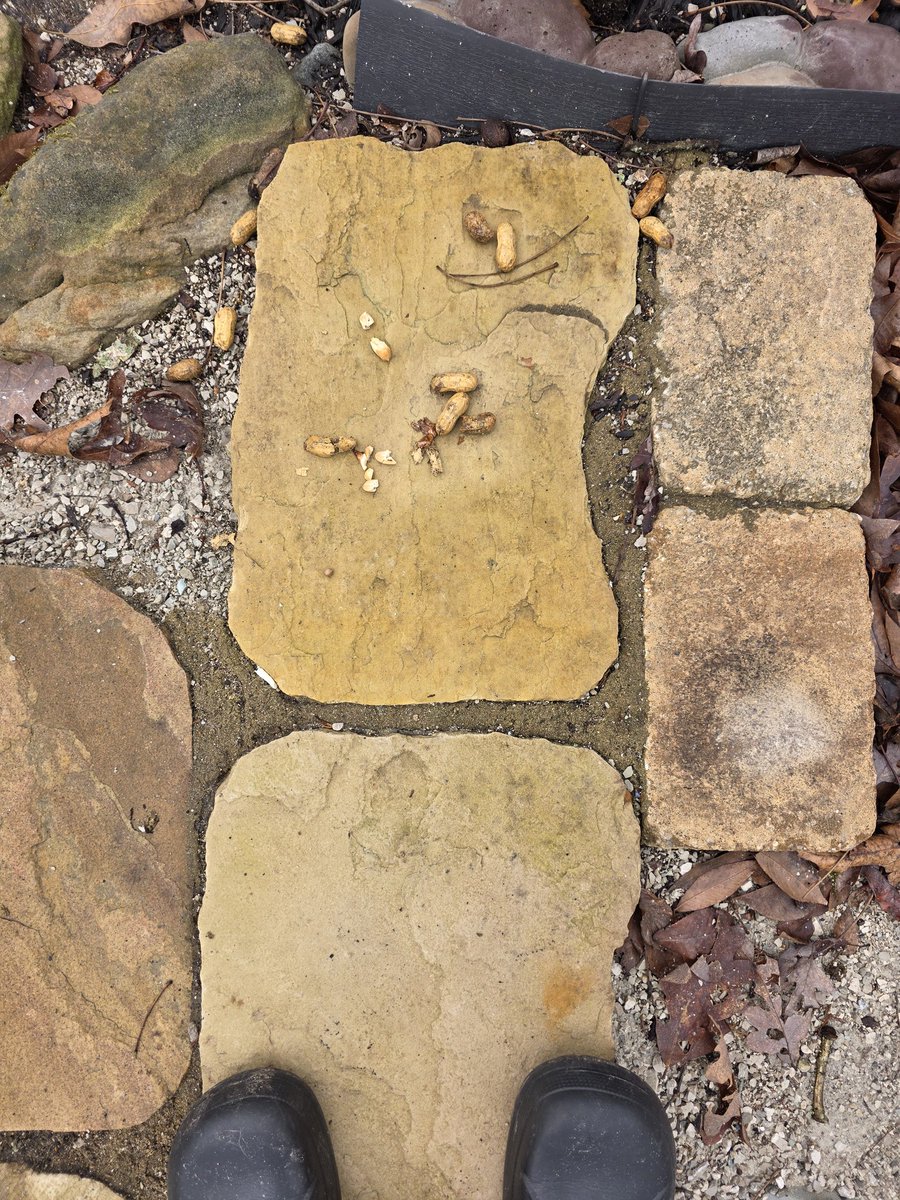 At my 10 acres all wooded land i put peanuts out for wildlife. They were from texas roadhouse restaurant. They havent been touched except a opossum chewed it and spit it out. 
Animals in the wild know when there is something in our food thats really bad. They tell you. Put out