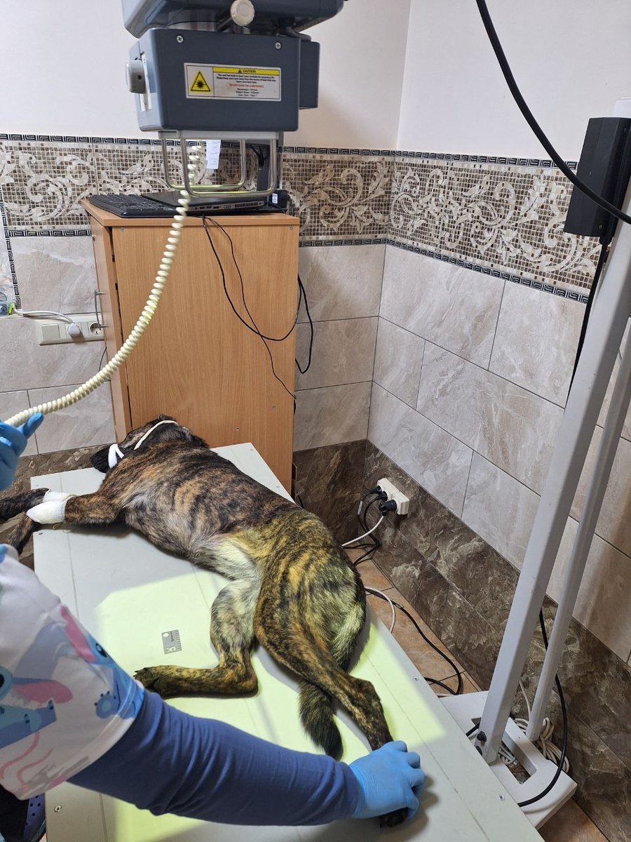 <a href="/toochieonearth/">Toochie WMI</a> <a href="/SavetheChildren/">Save the Children US</a> Huge thanks to the $MELON community! 💛🙏
This incredible $1,000 donation will go directly toward Matilda’s veterinary bills, medication, and follow-up X-rays as she continues her recovery from critical complex surgery in Odesa 🐕  
Your support is giving a feral street dog the