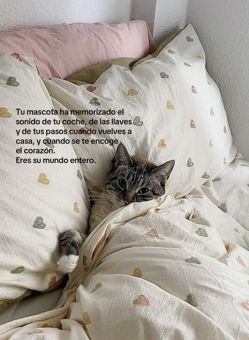 Manu Saenz💛💛 tweet media