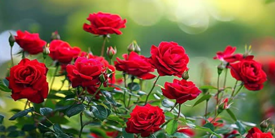 يقولون دائما البقاء للاقوى
وانا اقول البقاء للأوفى -البقاء للأطيب-البقاءللأنقى -البقاء للأرقى -البقاء-للأخف-البقاء للألطف-الأجمل أثر
صدق دكتورنا في ذلك