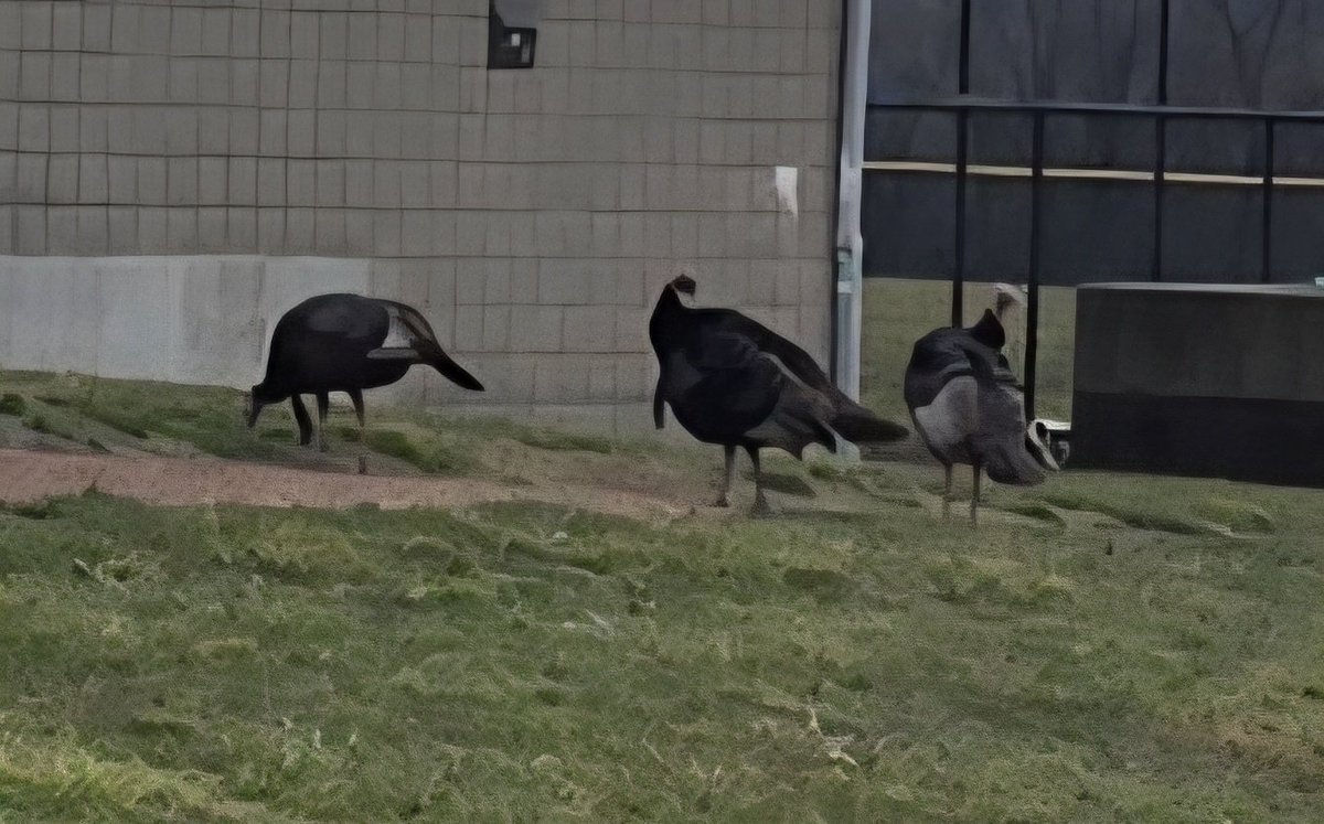 Todd Zureick tweet media