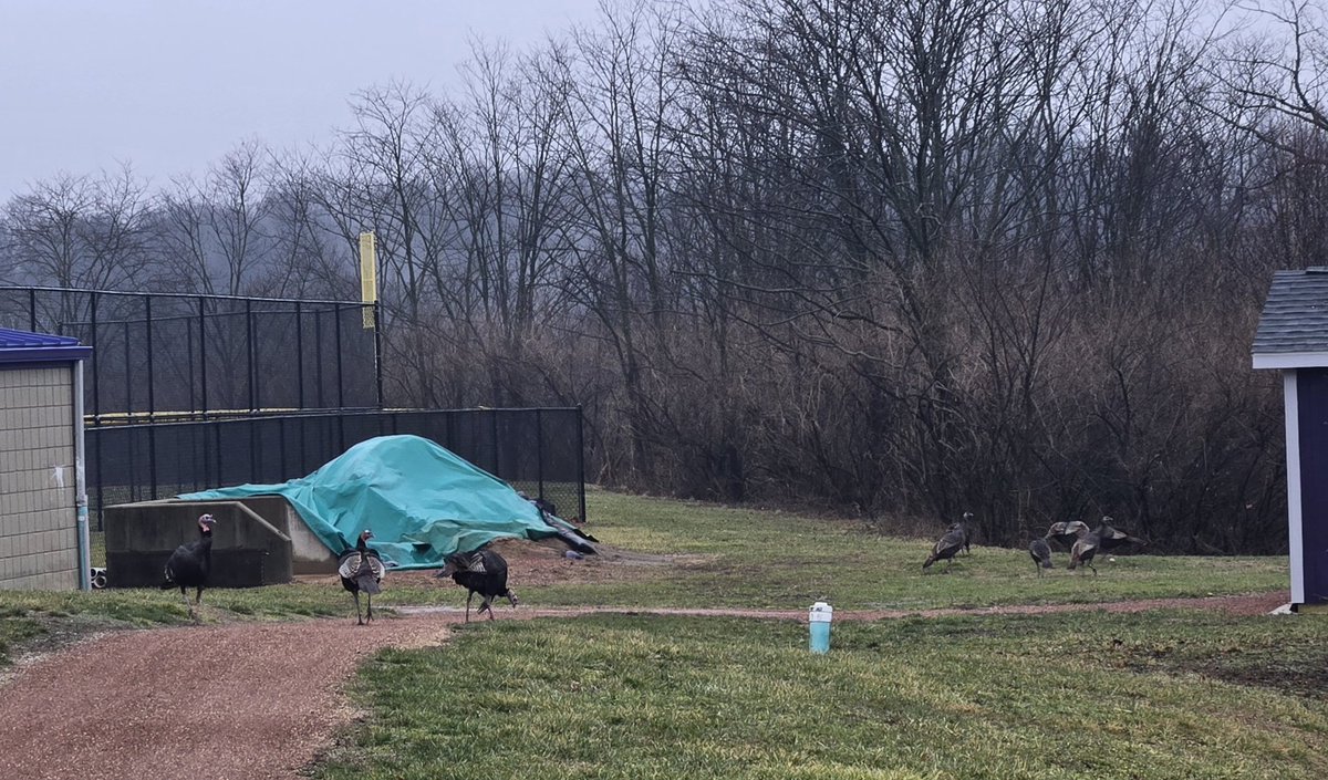 Todd Zureick tweet media