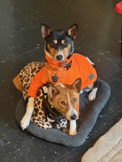 valueGLASS's tweet image. Meet our office pups, Crush &amp;amp; Nia! 🐾❤️ They adore each other, and Nia is almost over Crush getting her pregnant a couple of years ago! 😂🐶💖 #OfficeDogs #ValentinesDay #LovePups #DogLovers #valueGLASS #DogFriendly