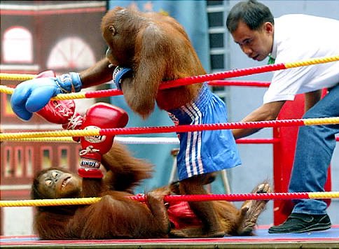 Thailand’s Shame 🇹🇭 😡

Tourists, help end the abuse of Orangutans ~ #DontBuyATicket 🎟️ 🚫!

Only YOU can stop it!