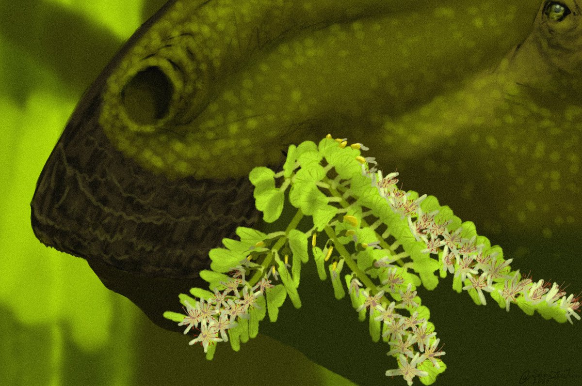 Petite Paleoartist | Sauriazoicillus 🍥 tweet media