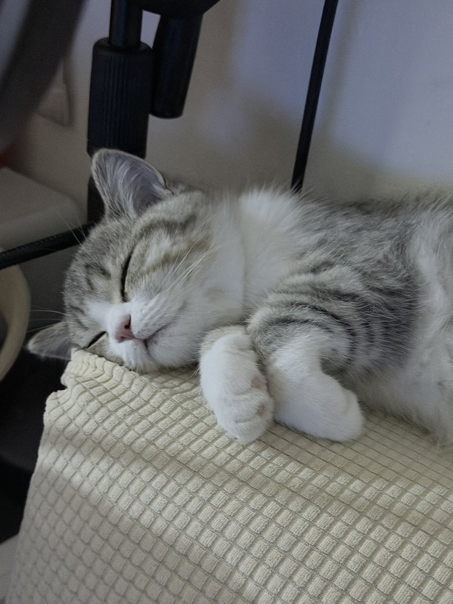 วันนี้คุนเติมแมวเด็กรึยังง