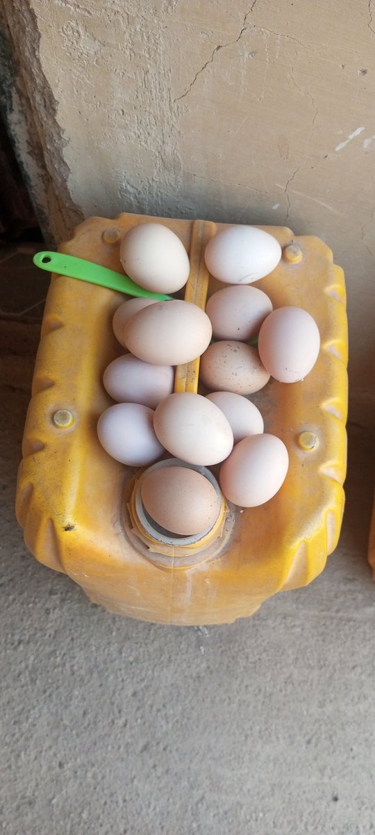 Tope_Orus's tweet photo. If the Federal Government supports me with a 1,000,000 grant within the next five months, I will begin selling a crate of eggs for 3,000. 

Because I produce my own chicken feed, I can keep production costs low and make eggs affordable for my community. This initiative will help the rural families I serve and improve access to nutritious food.

Help me tag the appropriate people 🙏 and REPOST.