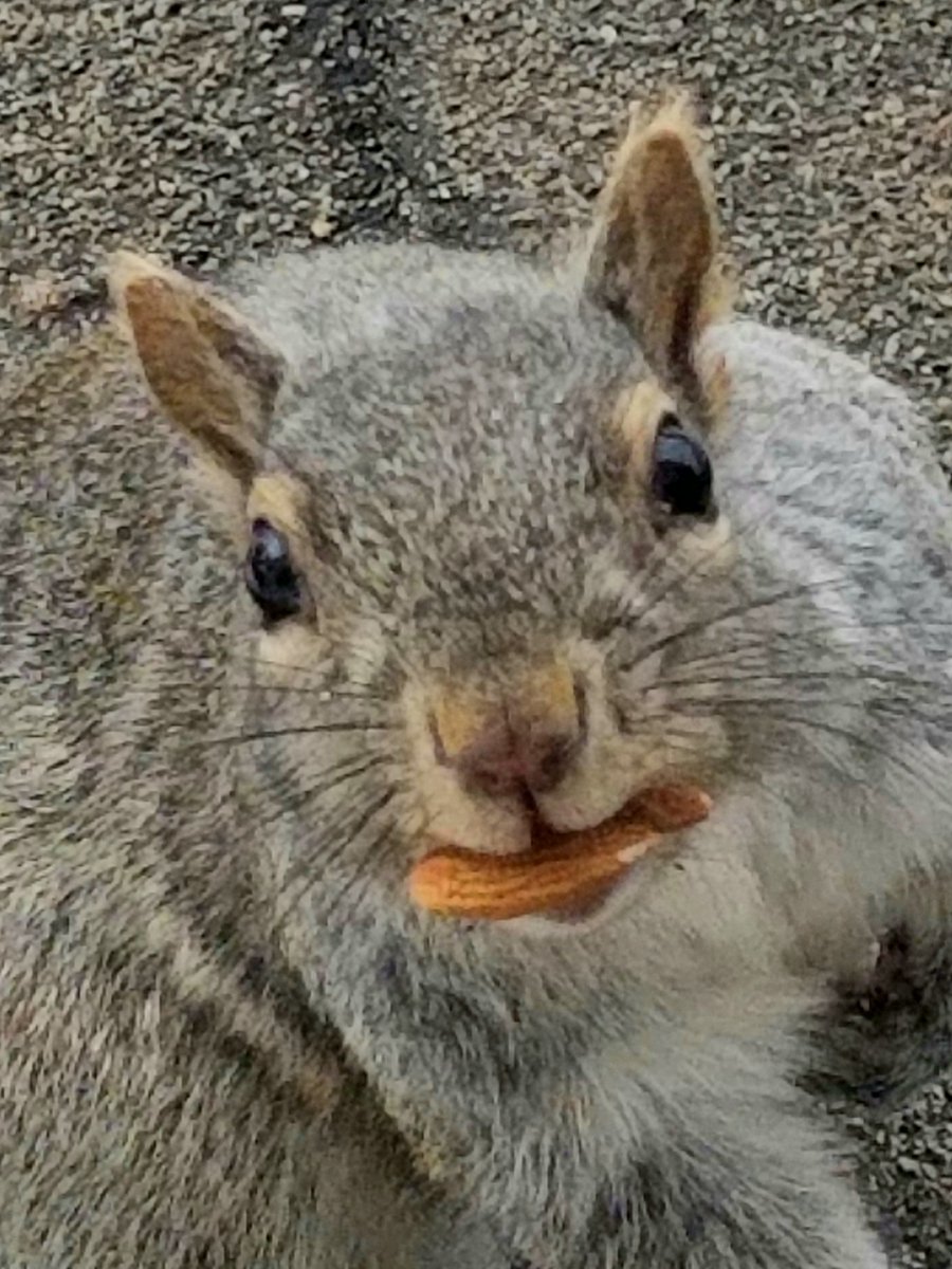 What's that? All you can eat almonds and walnuts for just $4.99 plus tax during Sunday brunch at Billeh's Rooftop Nut Cafe? Brother, you said a mouthful!

Now open 'til dusk.