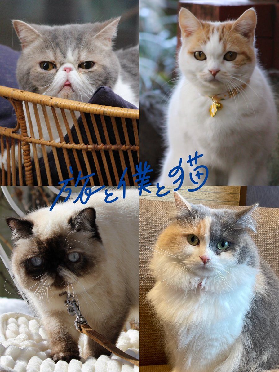 tx_tabitoneko's tweet photo. ⸜ 𝓝𝓮𝔀🐾 ⸝

🏕️新木ドラ24「#旅と僕と猫」🐈𓂃𓈒𓏸

主演▷ #中川大輔

猫と話せるトラベルライターが
旅先の猫たちにヒントをもらいながら街を巡る
꒰ 猫 ꒱と꒰ 人 ꒱､꒰ グルメ ꒱と꒰ 風景 ꒱が織りなす
癒やしの旅ドラマ🐱📸

꒰ 3月5日（木）深夜24:30スタート꒱
 https://t.co/WtinvlM6ge https://t.co/GA7URjoMwO