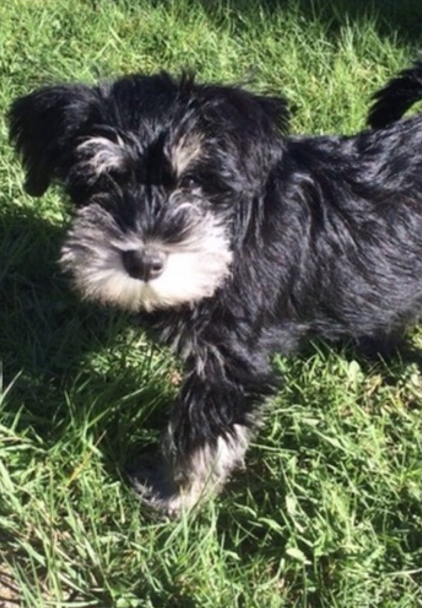 When Skippy was called Chelsea. We re-homed her at 13 weeks from a family who weren’t very nice and kept her crated up to 16 hours a day. The wife hated that she wanted to play with her feet whilst she watched TV. Left without water too #SchnauzerGang