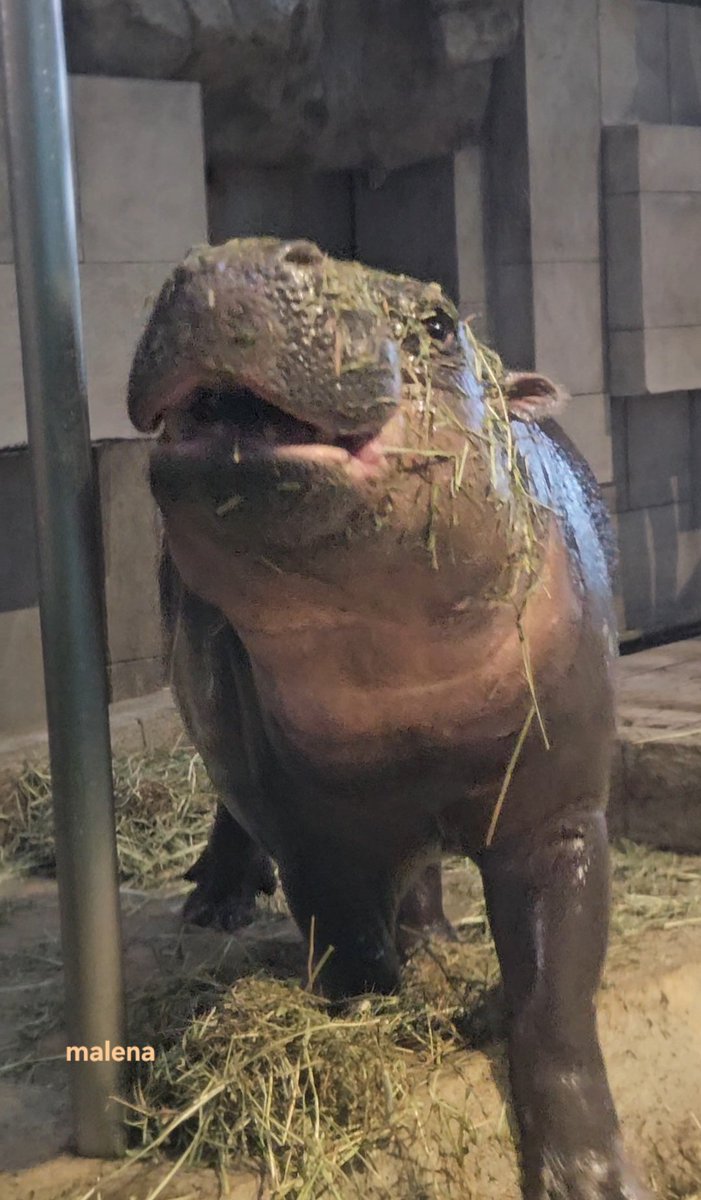 フルフル