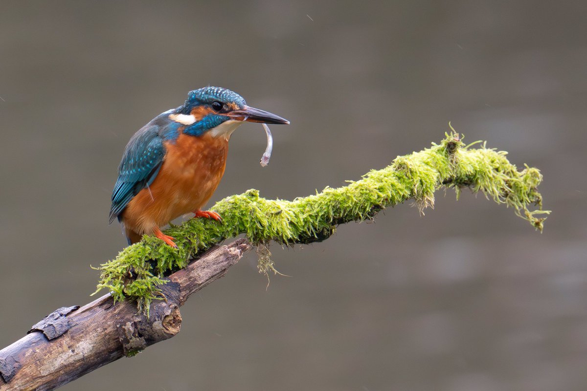 nigel_auty's tweet photo. Kingfisher beside the Calder &amp; Hebble Navigation Canal(Freemans Cut) at Brighouse.
#Kingfisher #Wildlife #ukbirds #Birds #Nature 
@BBCWinterwatch
@SonyAlpha 
#WildlifePhotography 
#NaturePhotography
#TwitterNatureCommunity
#birdphotography 
@CanalRiverTrust 
@VisitCalderdale https://t.co/BUc9b9qqcr
