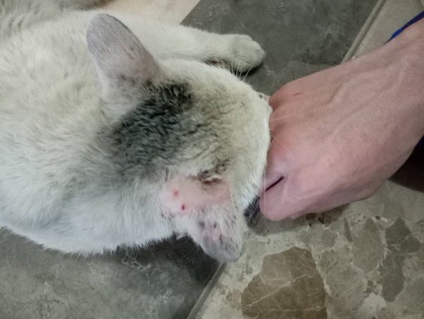 İzmir'de sokağa atılmış Van kedisi sanırım,site içinde kapı kapı gezip kendini sevdirmeye ve evlere girmeye çalışıyor.
Sokağa adapte olamamış kendini koruyamıyor sürekli dayak yiyor diğer kedilerden.
Erkek,kısır değil,çok uysal,yuvaya ihtiyacı var 🙏

<a href="/sikitakipciniz/">Dean W.</a>