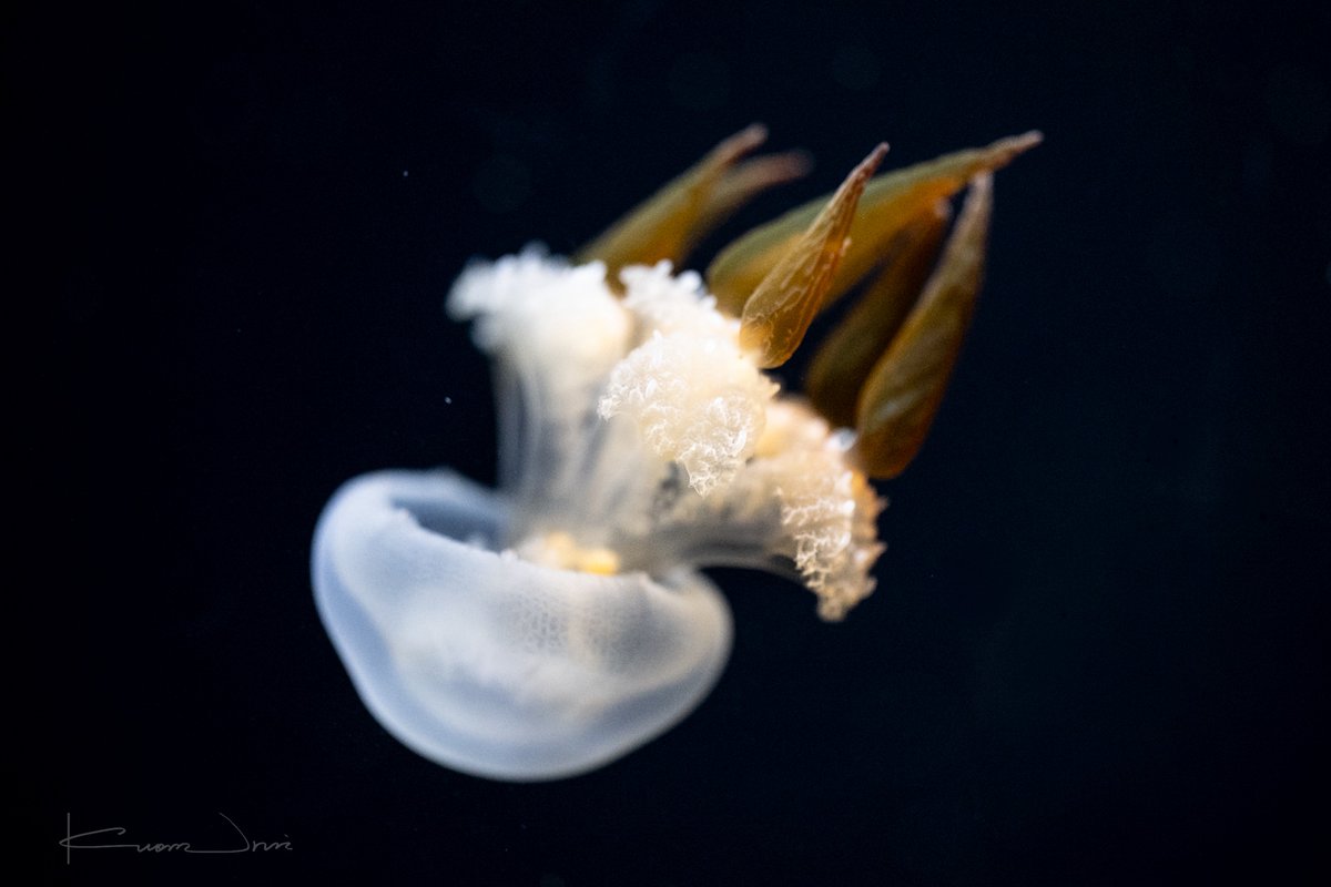 Urui_Kuon's tweet photo. 流星に祈る煩悩。
本当の願いは胸奥に沈めて🫧

🔹108日目 
#加茂水族館が再開館するまでの間もTLをクラゲで溢れさせ隊 https://t.co/UZq9I0dCQz