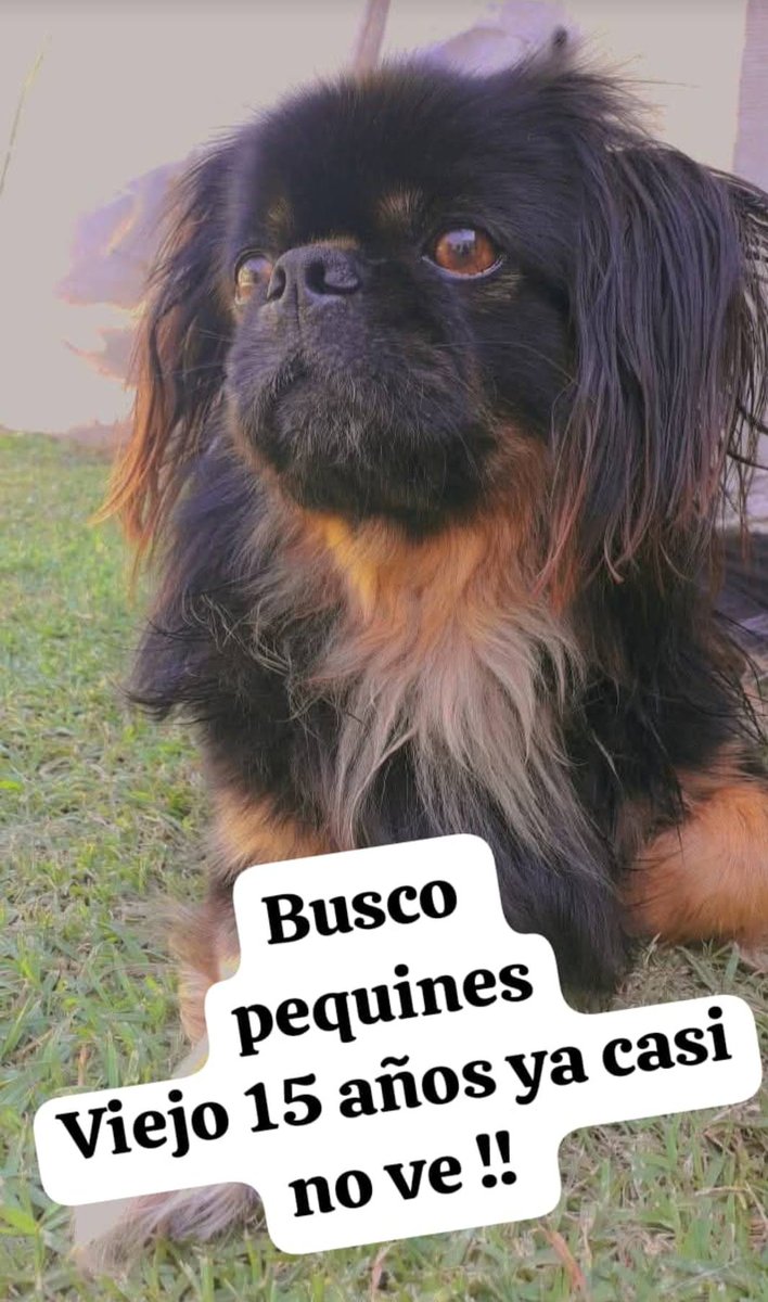 pablocasx1's tweet photo. Te seguimos buscando Quilmes oeste se perdió sábado 14 de febrero x la tarde! Av. La plata y Laprida ...
1161943875 https://t.co/Uc2DyP98nS