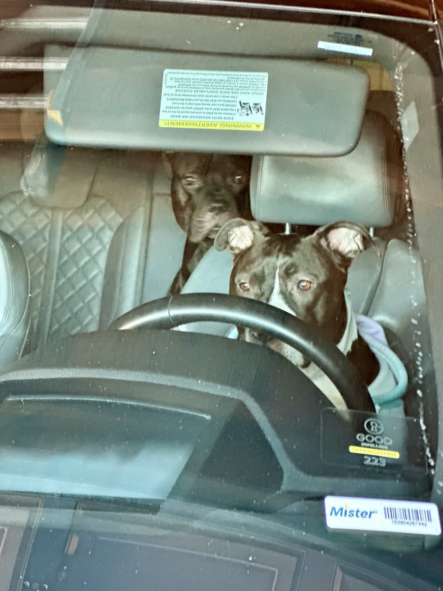 stelly823's tweet photo. Careful!!!  They’ll give a license to anyone these days….jeez https://t.co/jv0urYaajh