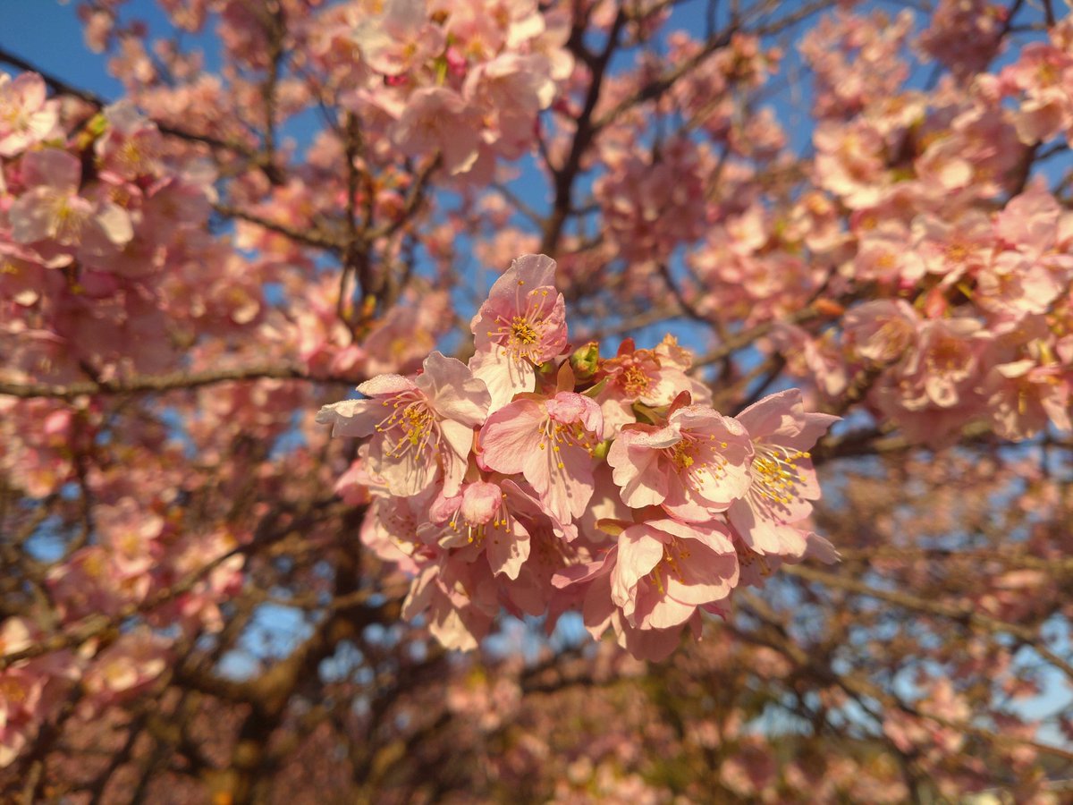 たまネコ@ほどほどに頑張るぞい (@48_p) on Twitter photo 