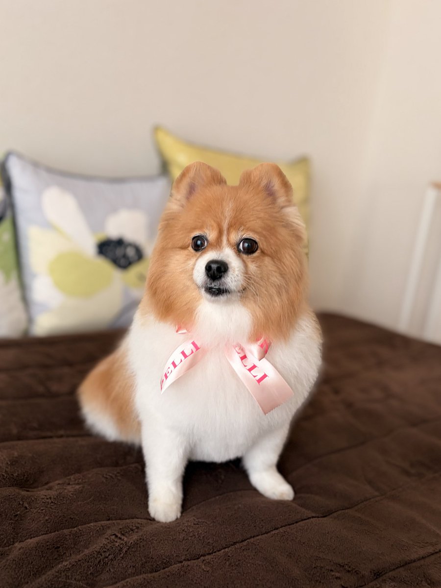 シャンプー＆カットがんばりました。
ピカピカ✨わたちゃん。

#ドッグサロン
#ポメラニアン
#犬のいる暮らし
#犬好きさんと繋がりたい