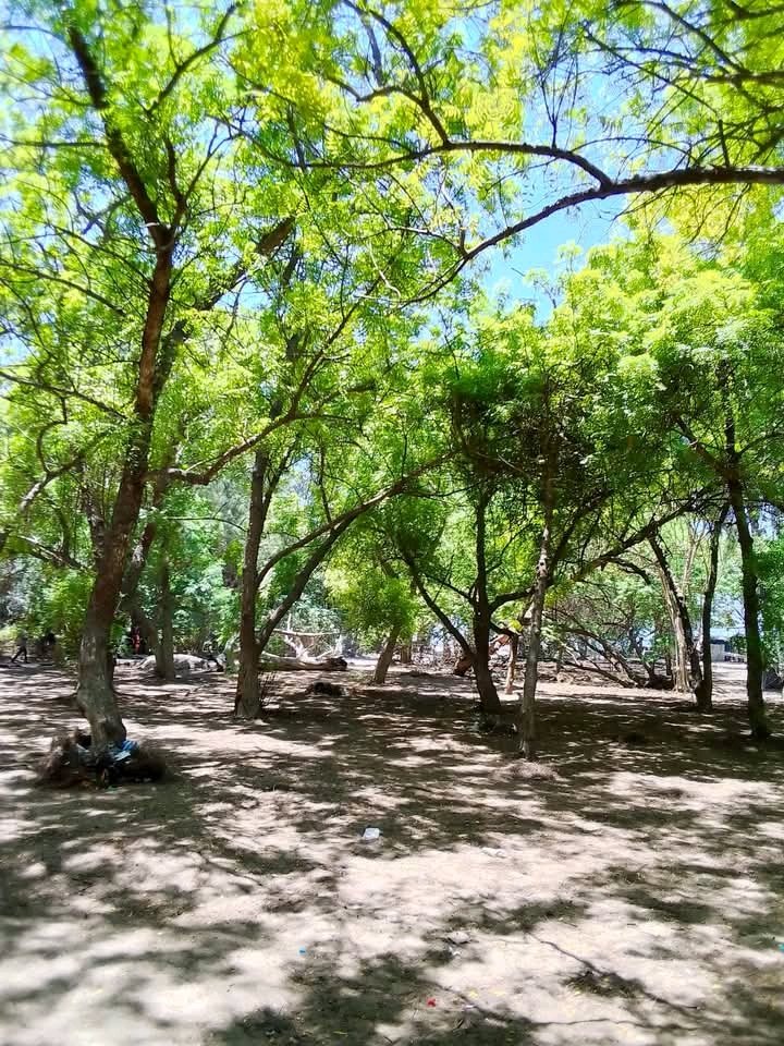 NosComunidade's tweet photo. SETOR TURISMO 🇦🇴🛫 
CONHEÇA a Floresta da ilha de Luanda- ANGOLA 📍 
#setorturismo #florestadailhadeluanda 
#conhecaangola #nosecomunidade
#tudopelacultura 🇦🇴 https://t.co/tC36rFJJs1