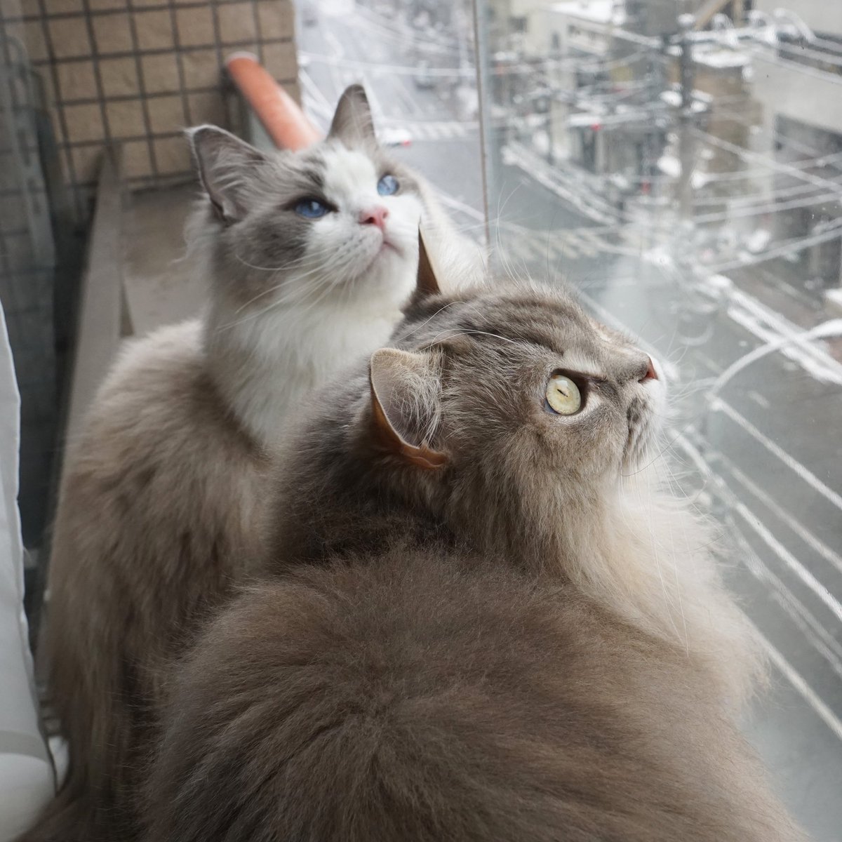 わたあめ (@wataamedetyuyo) / Posts / X