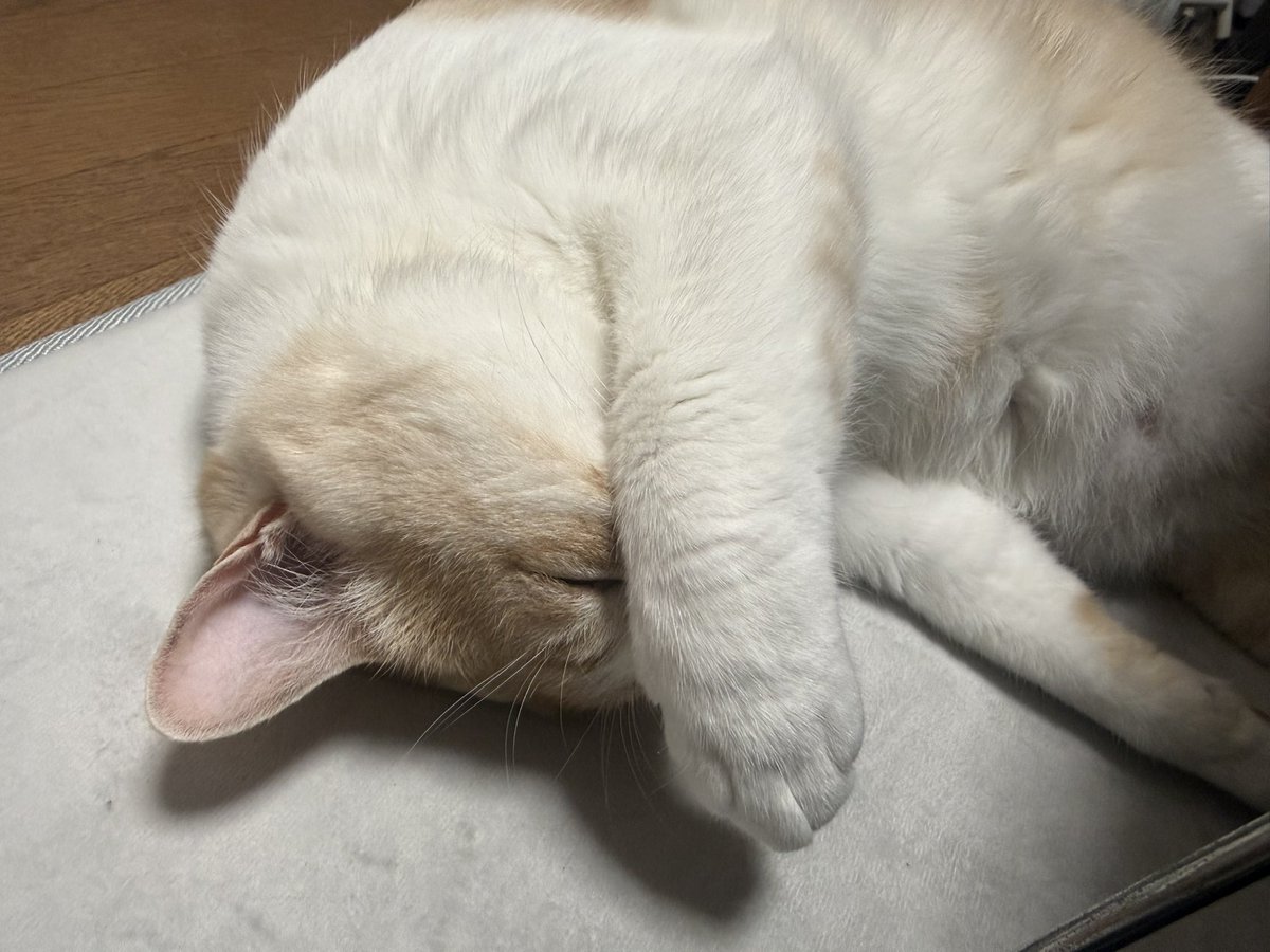 あと5分寝かせてにゃ