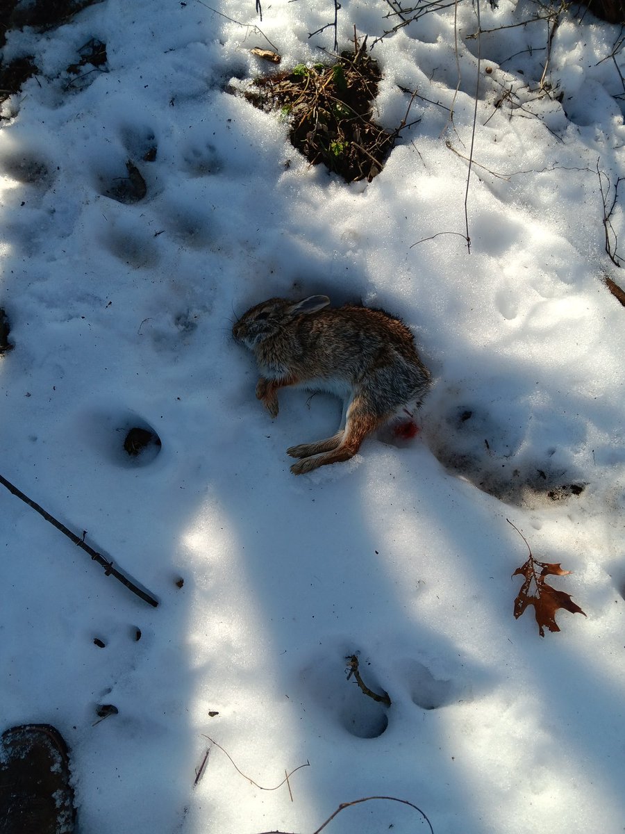 FuckYou183205's tweet photo. Got my limit and 3 rabbits today not bad. https://t.co/5uV6eREoof