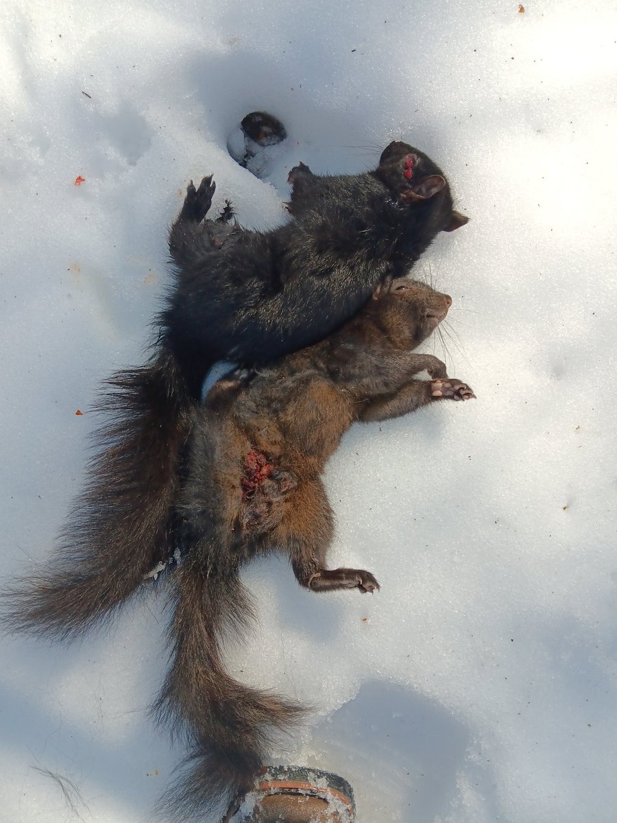 FuckYou183205's tweet photo. Got my limit and 3 rabbits today not bad. https://t.co/5uV6eREoof