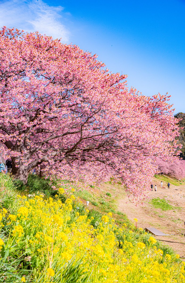 満開になった南伊豆の河津桜が綺麗でした