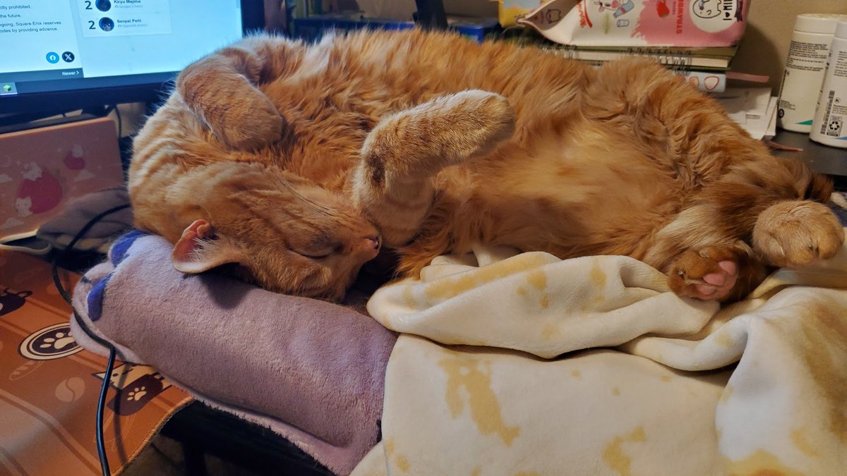 Our beloved Nacho has passed on. Thank you guys for sharing my love for this lil guy - he was the best stinky boy a girl could ask for. And special thank you to everyone that donated to help make sure he was comfy till the end 💜

PLEASE GIVE HIM ONE LAST "HI NACHO" !!