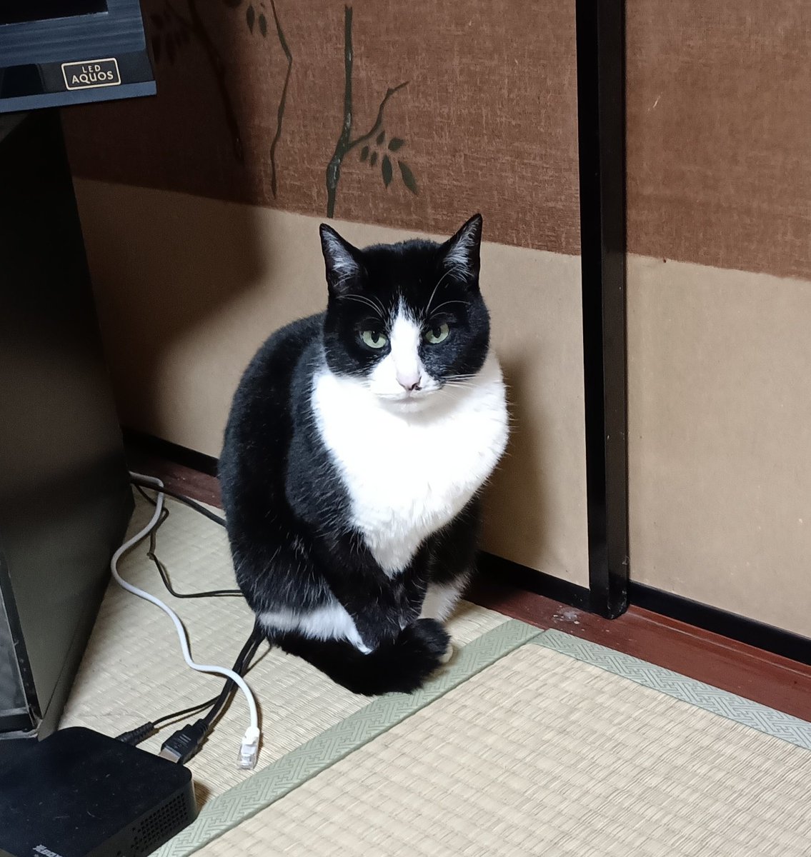 おはにゃん (=^・^=)(=^・^=)🎀