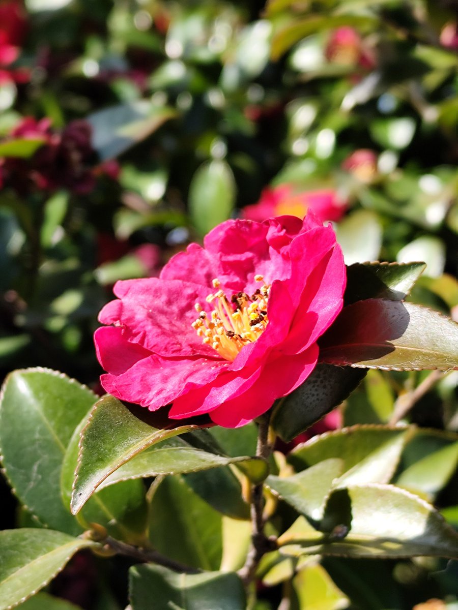 今朝の山茶花です✨😸