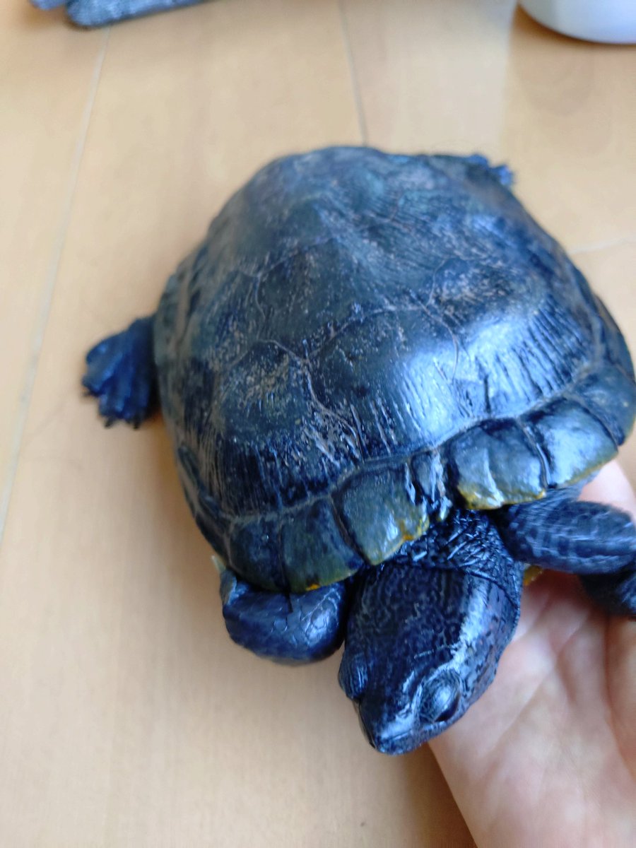 かめきち (@testudo216) / Posts / X