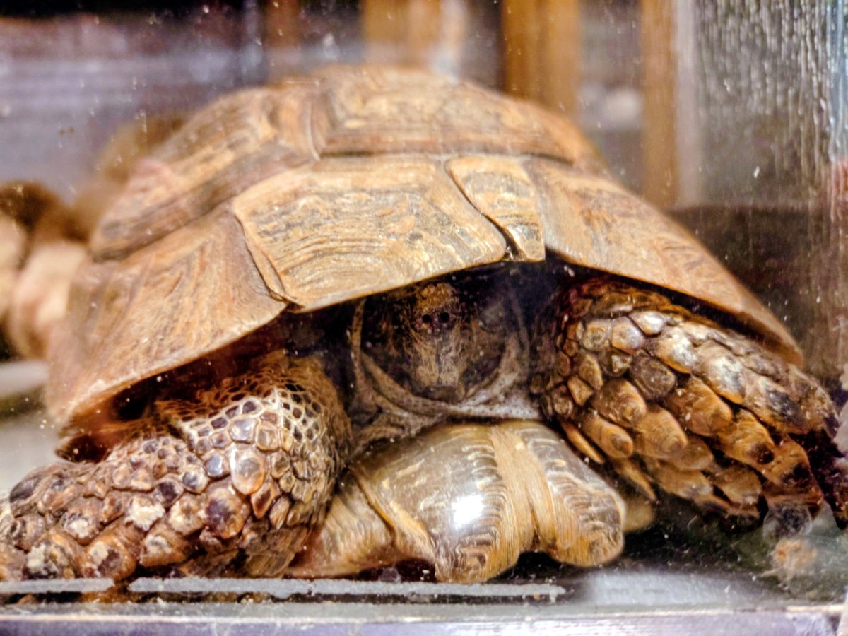 かめきち (@testudo216) / Posts / X