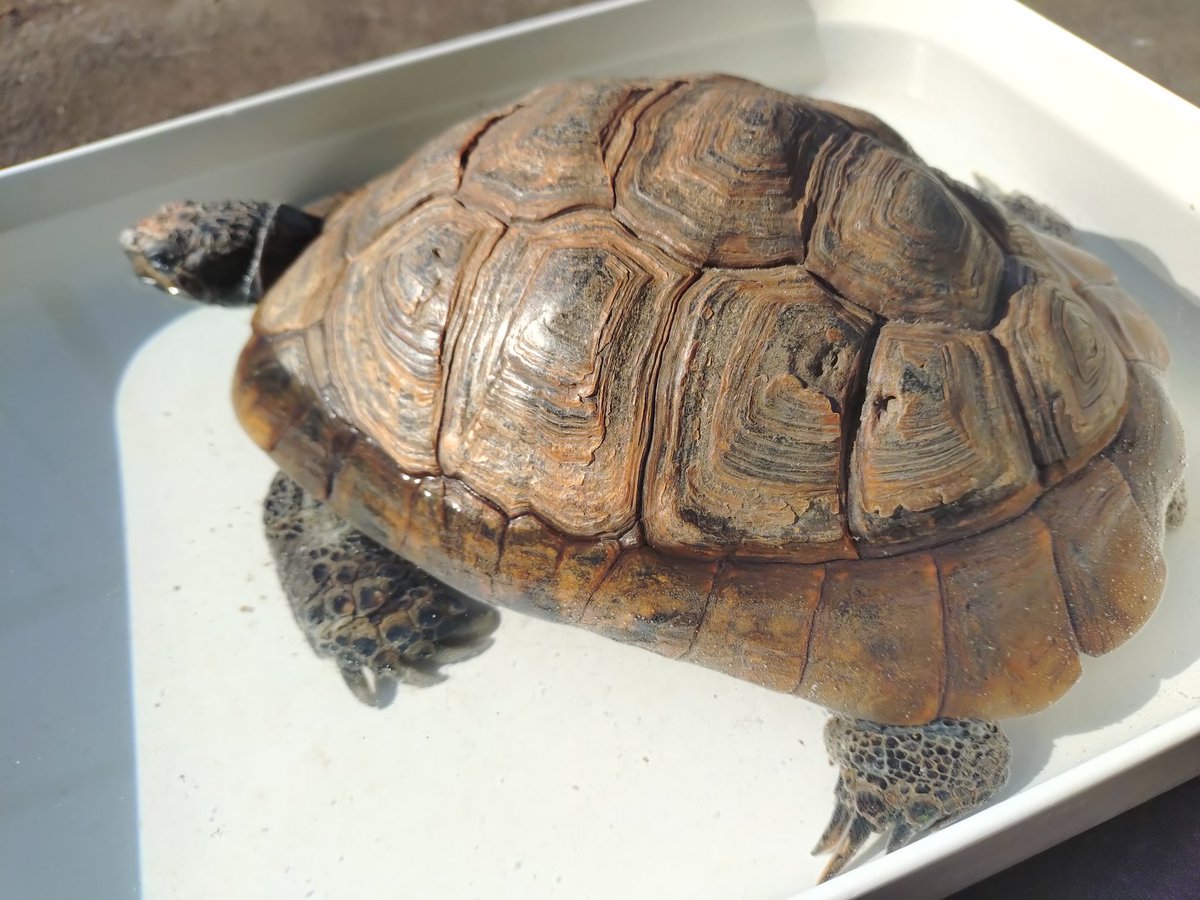 かめきち (@testudo216) / Posts / X