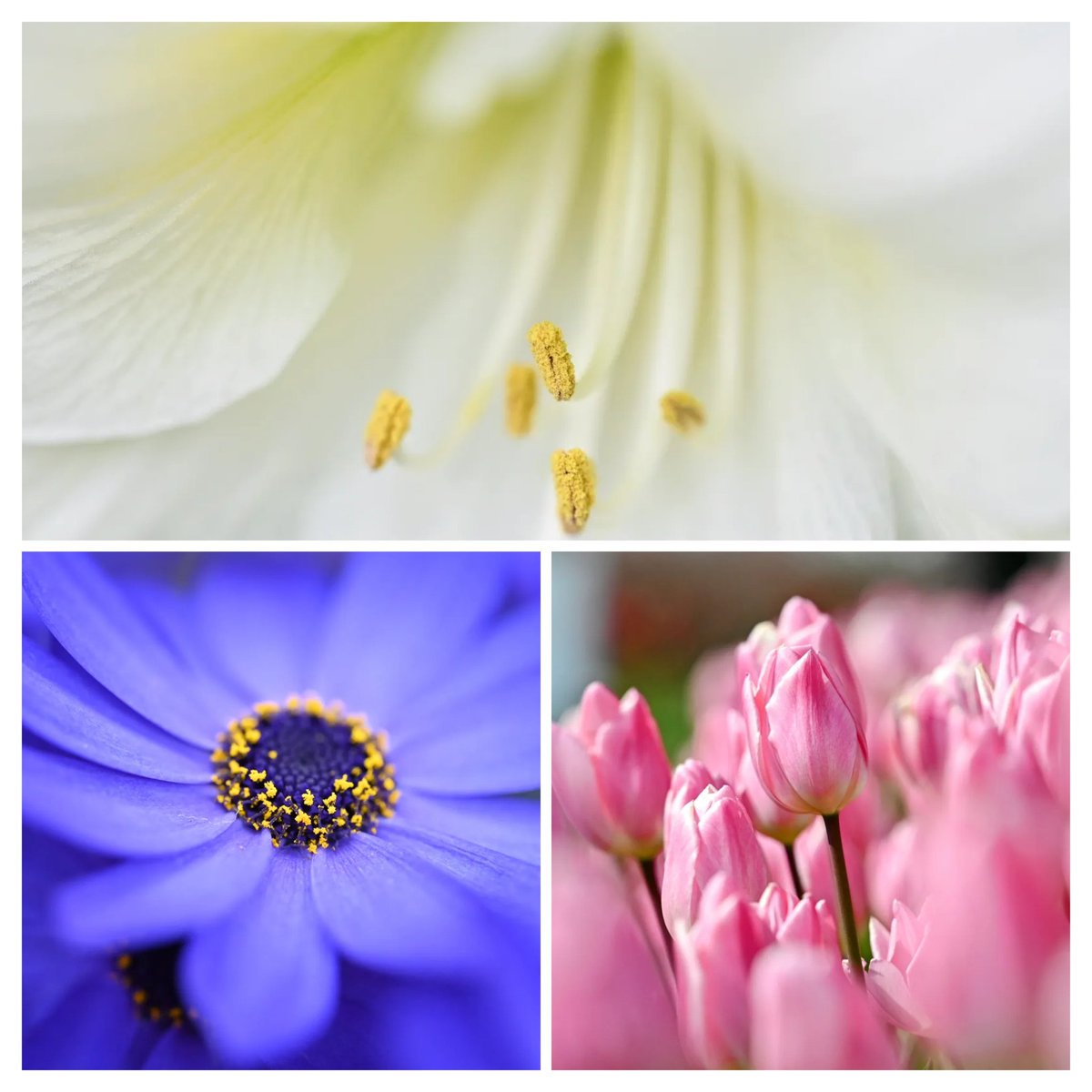 これを見た人は無言で去年の2月の画像を貼る 2/16 ｵﾊﾖｰｺﾞｻﾞｲﾏｽ🤫