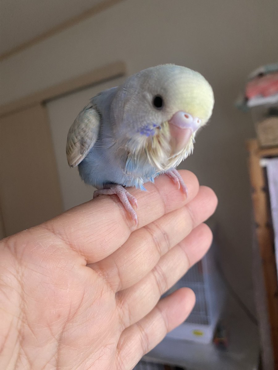 こんな子です。とても可愛いのです🩵
