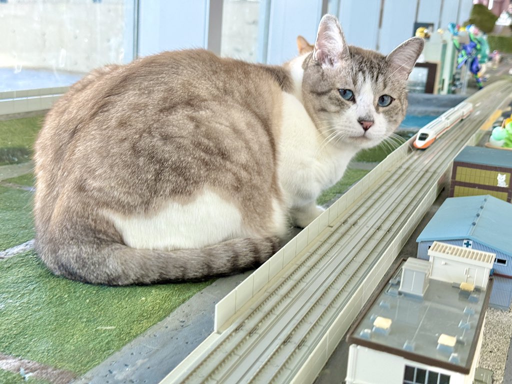 おはぴえん🥺 カーリングの石🥌