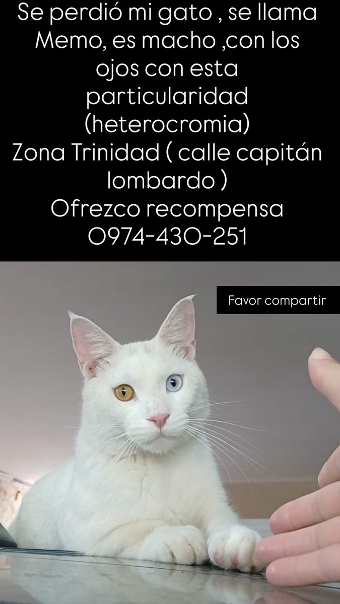 Favor RT 🙏 mi pequeño se perdió .