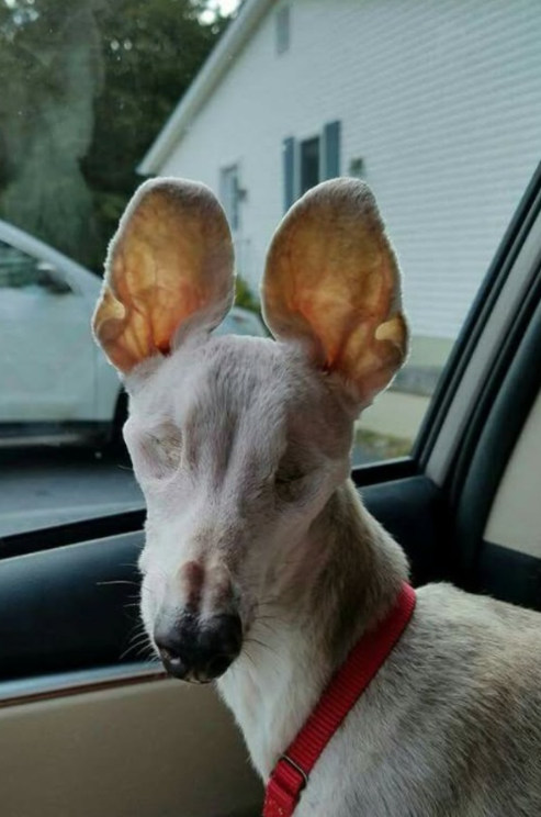 Tweets of Dogs tweet media