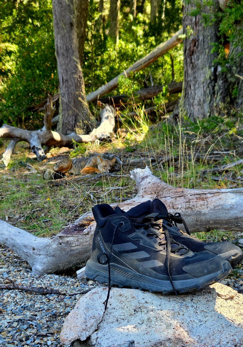 Cocogargiulo's tweet photo. En Bariloche después de 8hs trekking, nos visitó un amigo. 
Gracias @adidas @adidas por acompañarme. https://t.co/eyqLoeG2vy